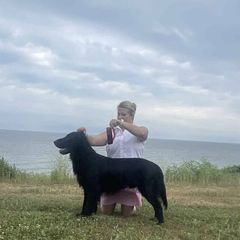 Goose - Flat-Coated Retriever
