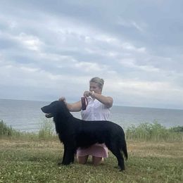 Goose - Flat-Coated Retriever
