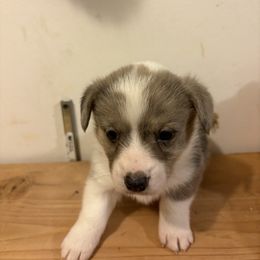 American Corgi and Australian Shepherd Puppies from KC Bar