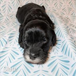 Slate - Black and white male Cockapoo puppy in Sunset, Louisiana from Cano Cockapoos