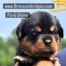 Male 1 - Black and tan male Rottweiler puppy in Danieslville, Georgia from Bronx Von Bridges Rottweilers