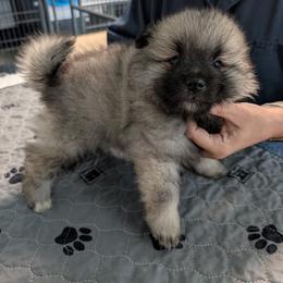 White girl - Black and silver female Keeshond puppy in Fayetteville, Tennessee from Erbekees-Keeshonden