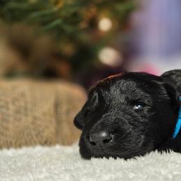 Light Blue Girl - Black female German Shepherd puppy in Ocala, Florida from Guardian Shepherds