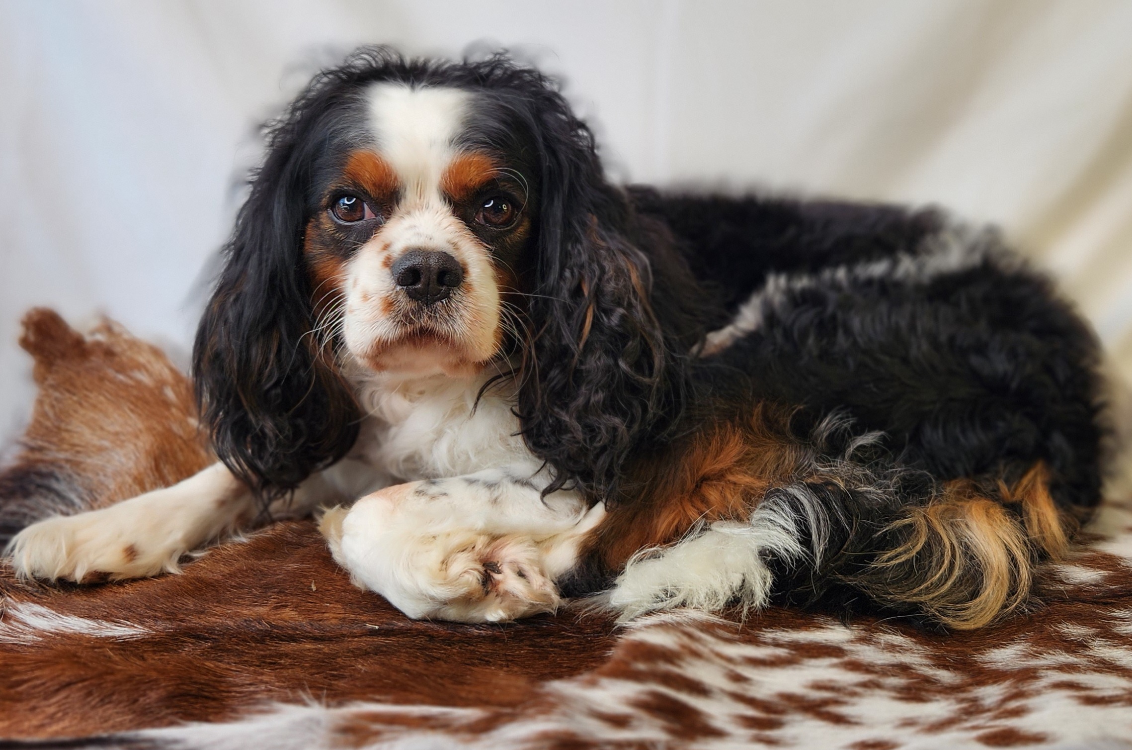 Chuck - Cavalier King Charles Spaniel