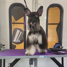 Penny - Miniature Schnauzer