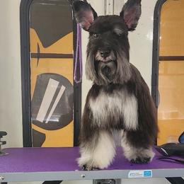 Penny - Miniature Schnauzer