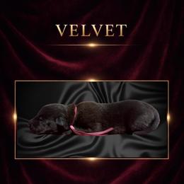 Velvet - Fawn sable female Belgian Malinois puppy in Chino, California from BlueStone K9