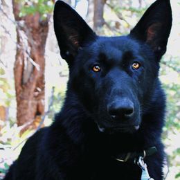 Nera - German Shepherd