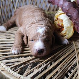 Boy 1 - Red  male Goldendoodle puppy in Belgreen, Alabama from Scott’s Farm Poodles and Doodles