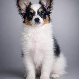 Papillon Puppies from HSF Papillons