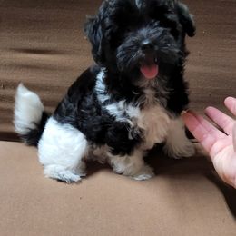 Havanese and Shih Tzu Puppies from Locust Creek Shih Tzu & Havanese