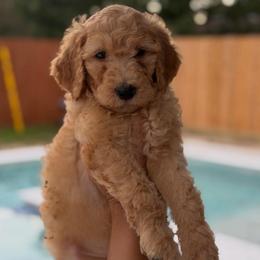 Yellow - Apricot male Goldendoodle puppy in Spring, Texas from The Doodle Den