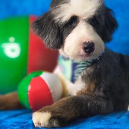 Blue - Bernedoodle