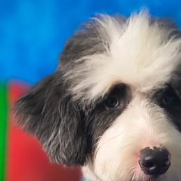 Blue - Bernedoodle