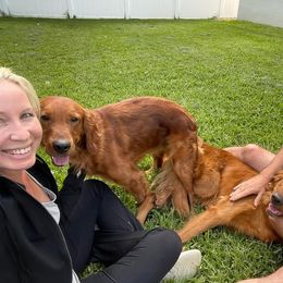 Golden Retriever Puppies from Lake Van Kennels