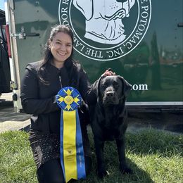 Gemma - Labrador Retriever