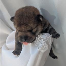 Sukai - Sesame male Shiba Inu puppy in California from WOLFOX shiba inu