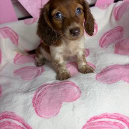 Susie - Piebald female Dachshund puppy in Lake City, Florida from My Ditzy Doxies of Florida