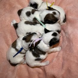 Shih Tzu Puppies from Ren