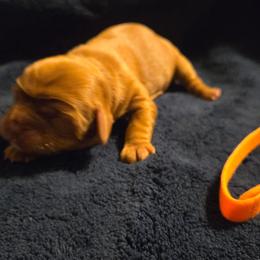 Sarah - Ruby female Cavalier King Charles Spaniel puppy in Sunny Valley, Oregon from Sunny Valley Cavaliers
