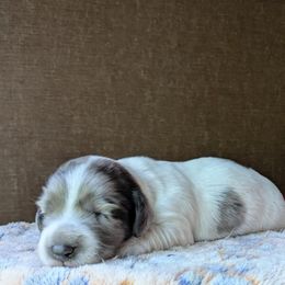 Boy 3 - Piebald male Dachshund puppy in Tennessee Colony, Texas from Hairy Wieners