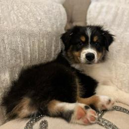 Brooks - Black tri-color male Australian Shepherd puppy in Anniston, Alabama from All Hale Aussies