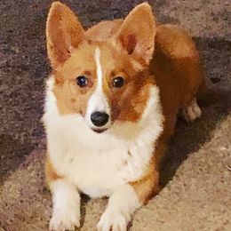 Annie - Pembroke Welsh Corgi