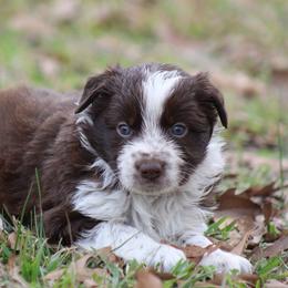 Red female - Red female Border Collie puppy in Tylertown, Mississippi from Cool Meadow Farms