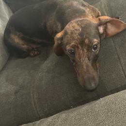 Jade - Dachshund