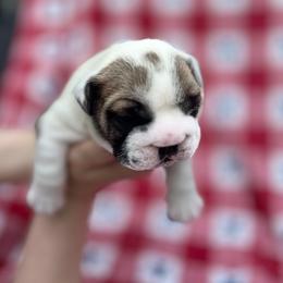 Bulldog Puppies from Sweet Rolls