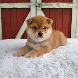 Ruby - Red female Shiba Inu puppy in Sacramento, California from Shiba Inu of Matrix