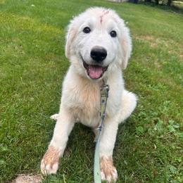 Male 3-RED - White male Maremma Sheepdog puppy in New Auburn, Wisconsin from Cordell Corgis