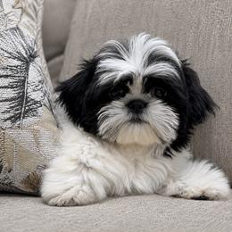 Majesty's Shih Tzu Theo - Black and white male Shih Tzu puppy in Douglas, Massachusetts from Majesty’s Shih Tzus