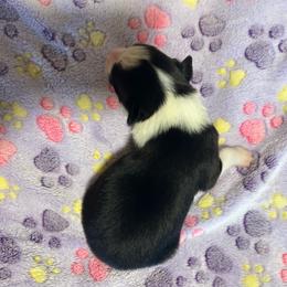 Abigail - Black and white female Border Collie puppy in Franklin, Maine from Broad Meadow Borders
