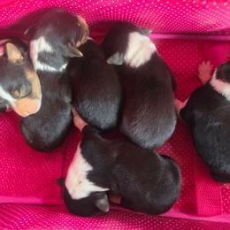 Female 1 - Black tri-color female Assorted Doodle Crosses puppy in Mouth Of Wilson, Virginia from Holly Ridge Aussies, Aussiedoodles & Corgis