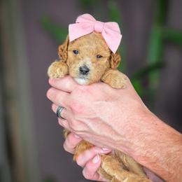 Ginger - Apricot female Goldendoodle puppy in Cleveland, Tennessee from Edgewater Doodles & Designer Pups