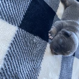 French Bulldog Puppies from Casco Bay Frenchies