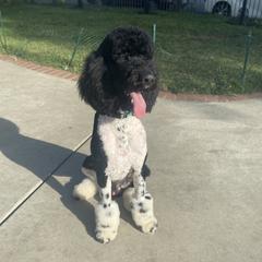 Bret - Poodle