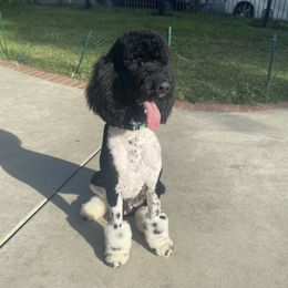 Bret - Poodle
