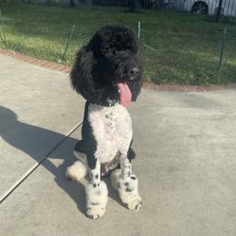 Bret - Poodle