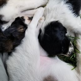 Companion Cross Puppies from Mandala Dogs