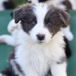 Rogue - Blue male Border Collie puppy in Kalispell, Montana from North Fork Border Collies