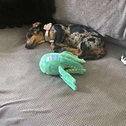 Dachshund Puppies from Golden Creek Farm