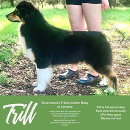 Trill - Australian Shepherd
