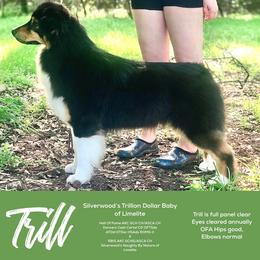 Trill - Australian Shepherd