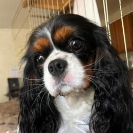 Mallory - Cavalier King Charles Spaniel