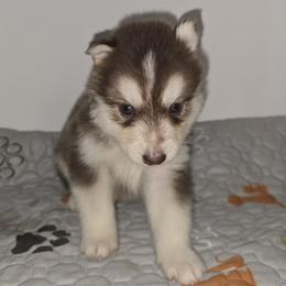 Independence - Red and white male Siberian Husky puppy in Kansas City, Missouri from Anuun's Huskies