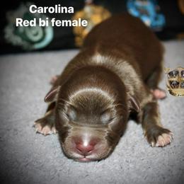 Carolina - Red & white female Australian Shepherd puppy in El Dorado Springs, Missouri from HP Aussie Kennels
