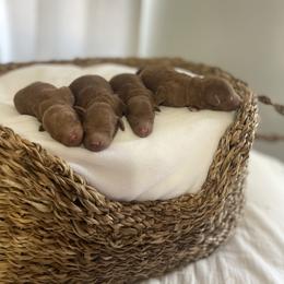 Goldendoodle and Poodle Puppies from Luxipawspoodlesanddoodles