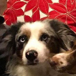 Bleu - Miniature Australian Shepherd